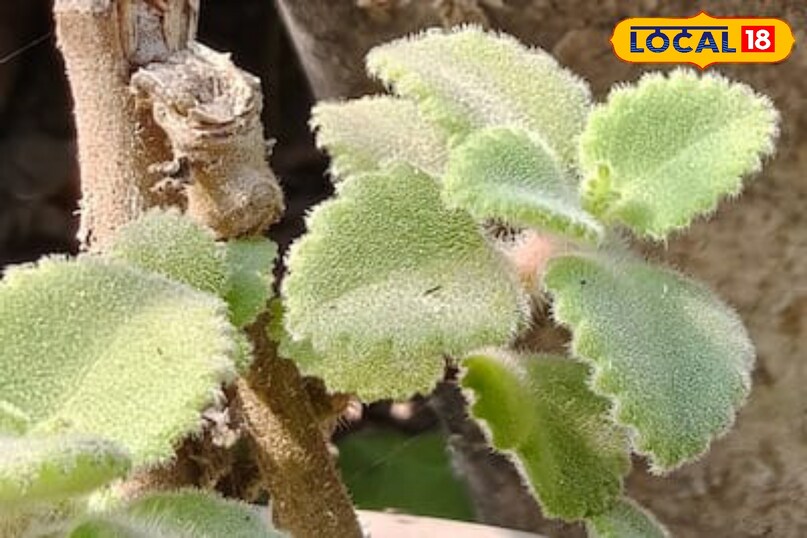 Moradabad news,hindi news,local news,up news, मुरादाबाद समाचार, हिंदी समाचार, लोकल समाचार, यूपी समाचार।