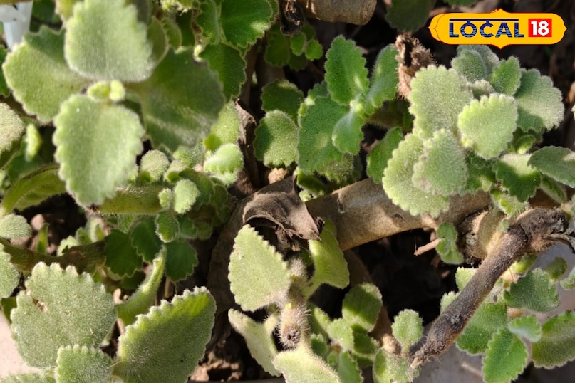 Moradabad news,hindi news,local news,up news, मुरादाबाद समाचार, हिंदी समाचार, लोकल समाचार, यूपी समाचार।