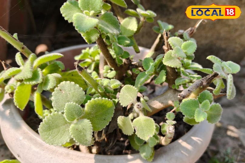 Moradabad news,hindi news,local news,up news, मुरादाबाद समाचार, हिंदी समाचार, लोकल समाचार, यूपी समाचार।