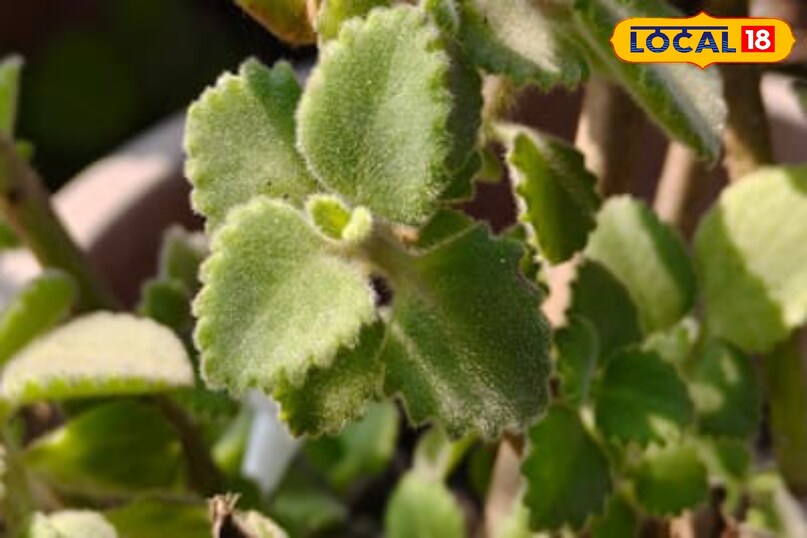 Moradabad news,hindi news,local news,up news, मुरादाबाद समाचार, हिंदी समाचार, लोकल समाचार, यूपी समाचार।