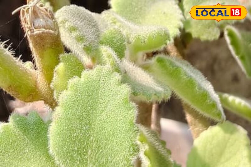 Moradabad news,hindi news,local news,up news, मुरादाबाद समाचार, हिंदी समाचार, लोकल समाचार, यूपी समाचार।