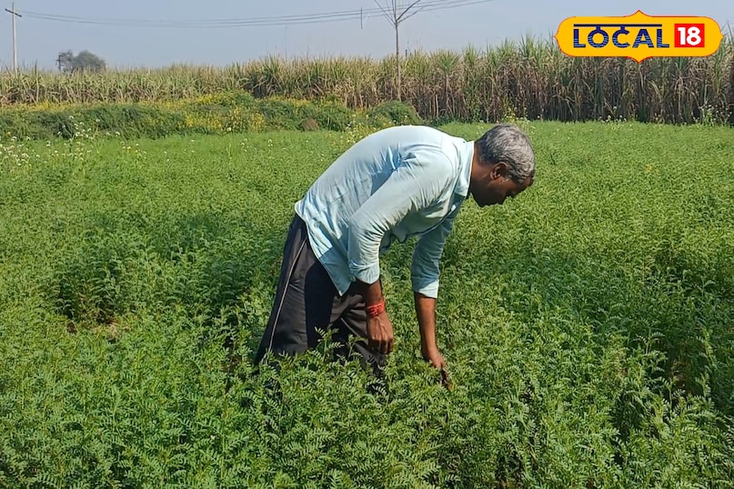 चने का साग कैसे पकाएं, चने का साग खाने के फायदे, चने की पत्तियों कौन से पोषक तत्व पाए जाते हैं, चने की सब्जी कैसे बनाएं, लोकल 18, How to cook gram greens, benefits of eating gram greens, what nutrients are found in gram leaves, how to make gram vegetable, Local 18