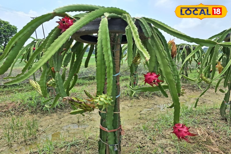 ड्रैगन फ्रूट