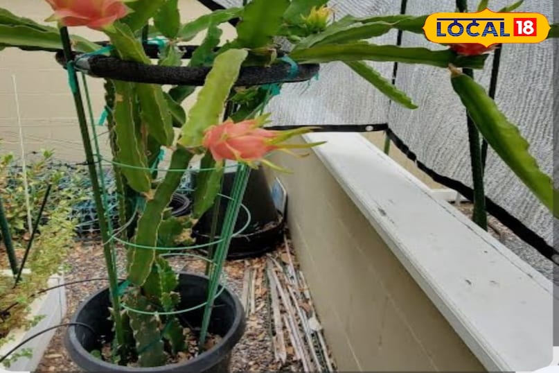 ड्रैगन फ्रूट