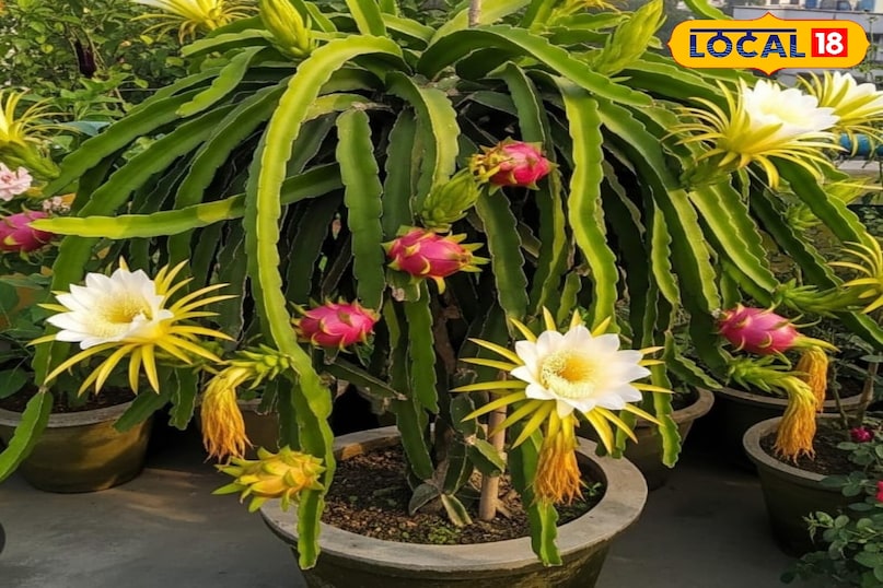 ड्रैगन फ्रूट