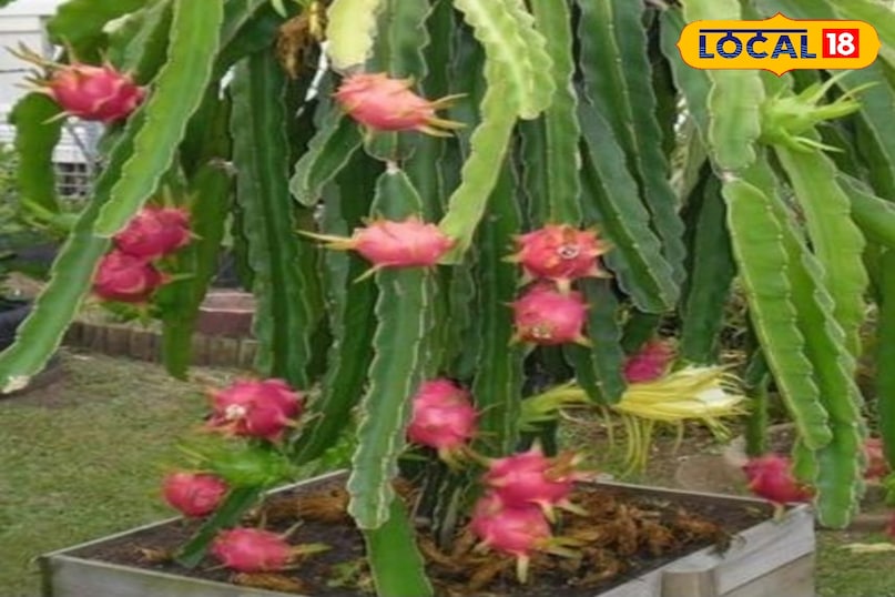 ड्रैगन फ्रूट