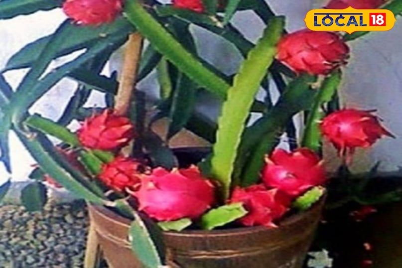 ड्रैगन फ्रूट