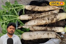 गमले में आसानी से उगाएं मूली, ठंड मिलेगा ताजा सलाद, जानें पूरा प्रोसेस