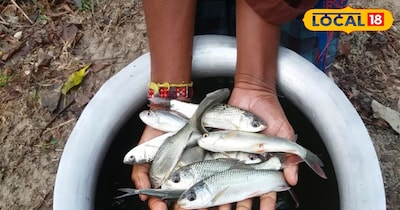 Fish Farming:मछली पालन शुरू करने वालों के लिए सबसे फायदे वाली प्रजातियां , सही प्रजाति से बढ़ेगा मुनाफा