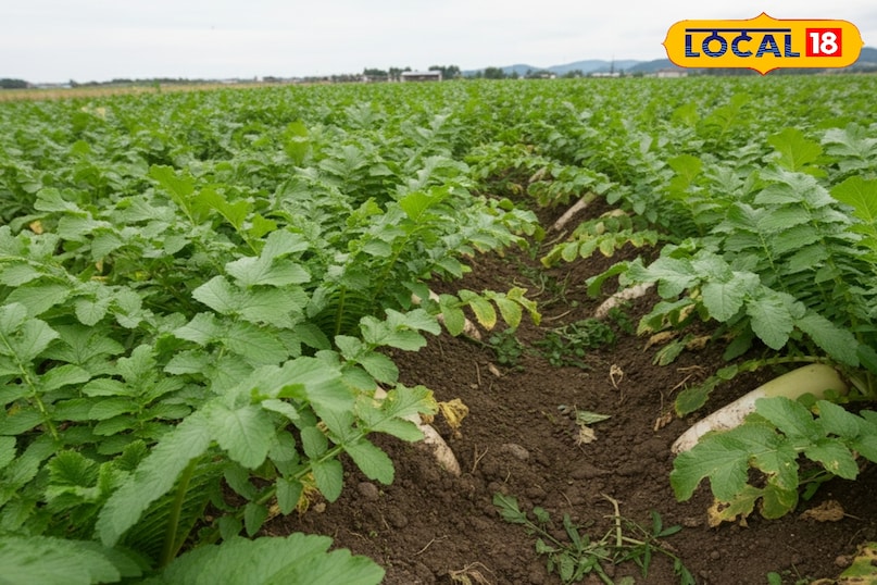 मूली खाने के फायदे, मूली कैसे खाएं, मूली के पराठे कैसे बनाएं, मूली की सब्जी कैसे बनाएं, मूली का अचार कैसे बनाएं, मूली में कौन से औषधीय गुण पाए जाते हैं, लोकल 18, Benefits of eating radish, how to eat radish, how to make radish paratha, how to make radish vegetable, how to make radish pickle, what medicinal properties are found in radish, Local 18