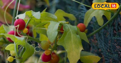 शिवलिंगी: महिलाओं की बांझपन दूर कर पुरुषों की ताकत बढ़ाएगा ये औषधीय फल