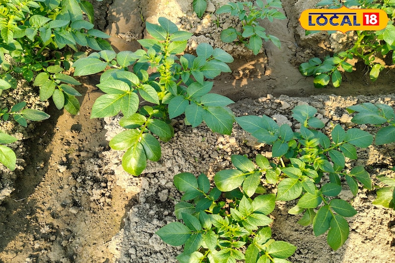 आलू की खेती 