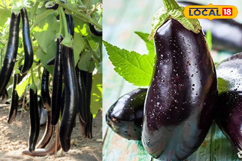 बैंगन की तासीर