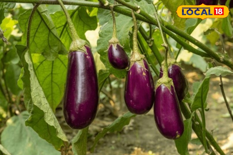 गर्भवती महिलाएं