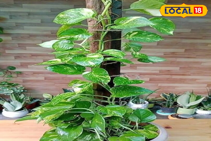 गार्डनिंग टिप्स