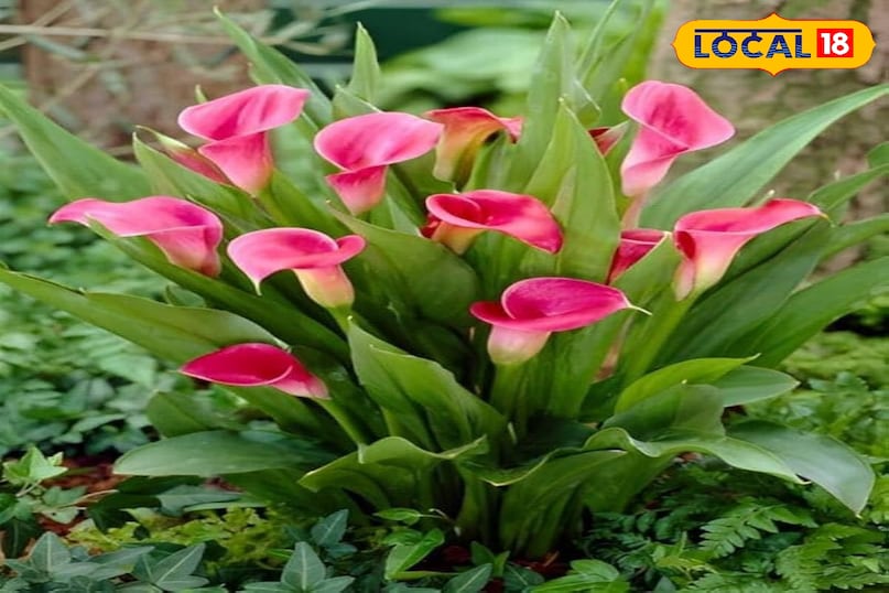 गार्डनिंग टिप्स