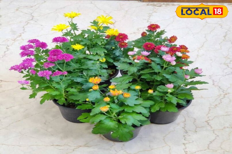 गार्डनिंग टिप्स