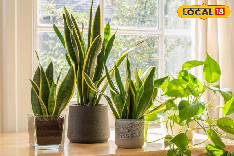 गार्डनिंग टिप्स