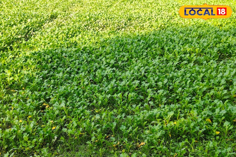 सरसों का साग 