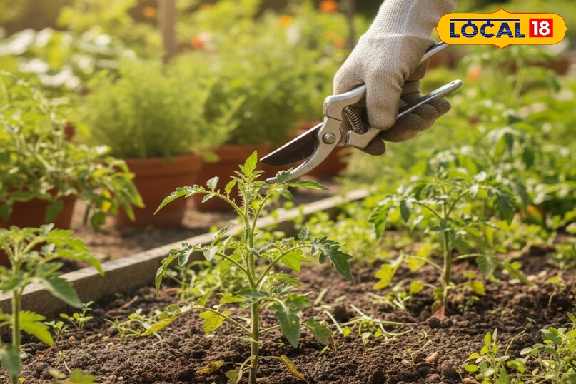 किचन गार्डन की देखभाल कैसे करें, किचन गार्डन को सर्दी से कैसे बचाएं, पौधों को सर्दी से कैसे बचाएं, सर्दियों में पौधों को कैसे बचाएं, लोकल 18, How to take care of kitchen garden, how to protect kitchen garden from winter, how to protect plants from winter, how to save plants in winter, Local 18