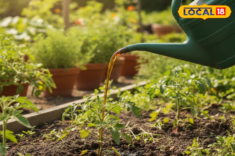 किचन गार्डन की देखभाल कैसे करें, किचन गार्डन को सर्दी से कैसे बचाएं, पौधों को सर्दी से कैसे बचाएं, सर्दियों में पौधों को कैसे बचाएं, लोकल 18, How to take care of kitchen garden, how to protect kitchen garden from winter, how to protect plants from winter, how to save plants in winter, Local 18