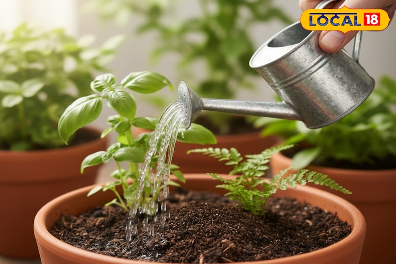 किचन गार्डन की देखभाल कैसे करें, किचन गार्डन को सर्दी से कैसे बचाएं, पौधों को सर्दी से कैसे बचाएं, सर्दियों में पौधों को कैसे बचाएं, लोकल 18, How to take care of kitchen garden, how to protect kitchen garden from winter, how to protect plants from winter, how to save plants in winter, Local 18