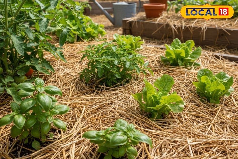 किचन गार्डन की देखभाल कैसे करें, किचन गार्डन को सर्दी से कैसे बचाएं, पौधों को सर्दी से कैसे बचाएं, सर्दियों में पौधों को कैसे बचाएं, लोकल 18, How to take care of kitchen garden, how to protect kitchen garden from winter, how to protect plants from winter, how to save plants in winter, Local 18