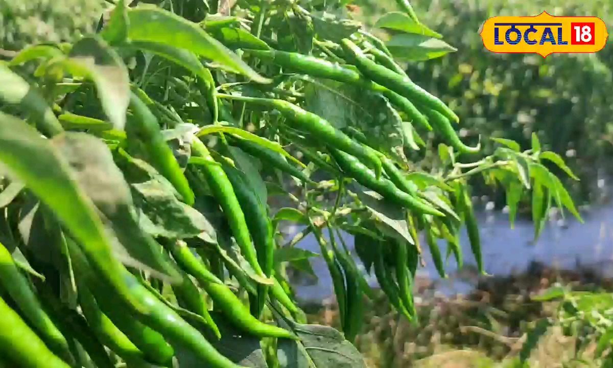 इस सब्जी की खेती से किसान हुआ मालामाल, कमा रहा लाखों का मुनाफा