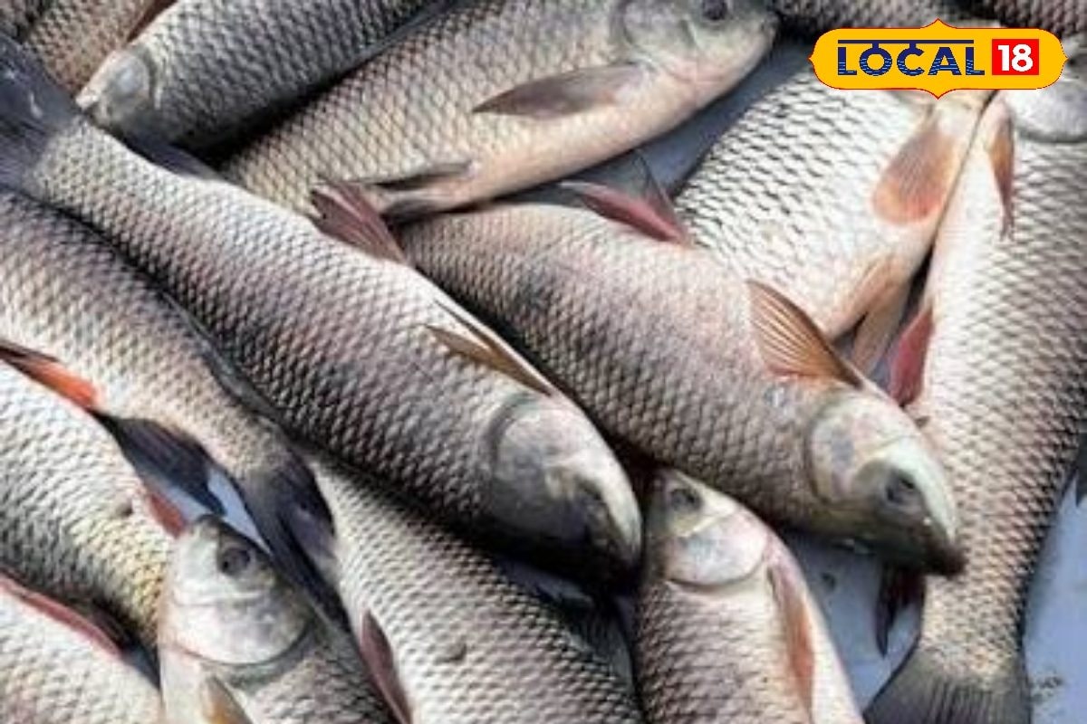 मछली पालन के लिए बेस्ट हैं ये टॉप वैरायटी, कम मेहनत में खूब होगा मुनाफा