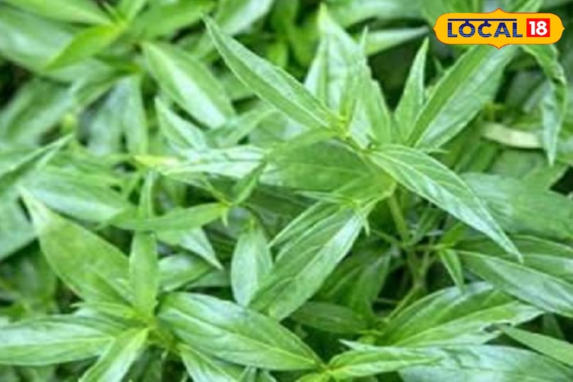 चिरायता का पौधा