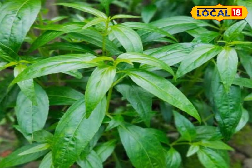 चिरायता का पौधा