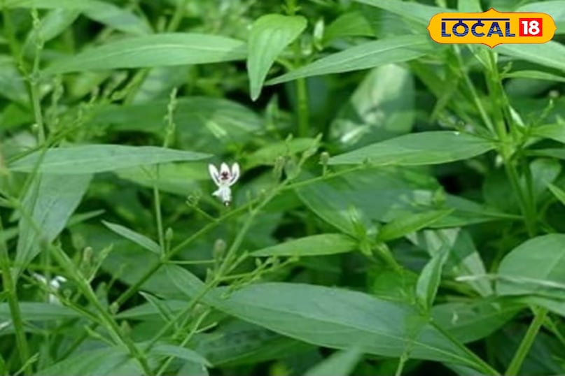 चिरायता का पौधा