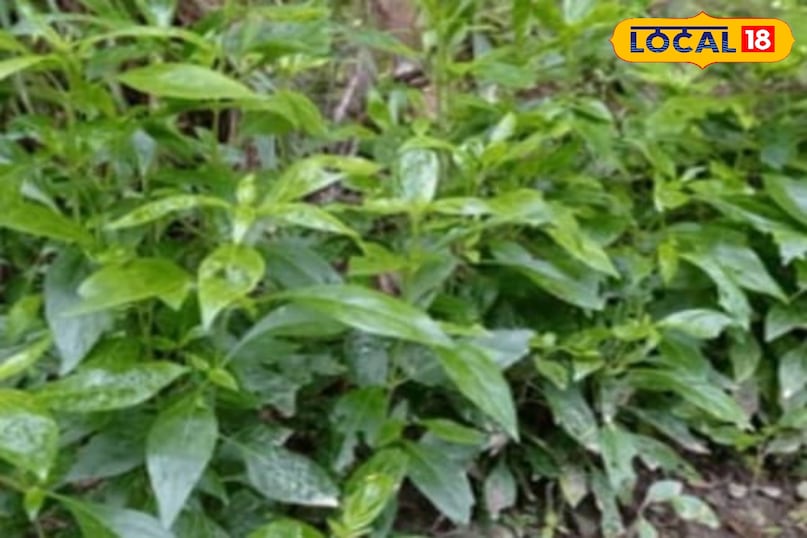 चिरायता का पौधा