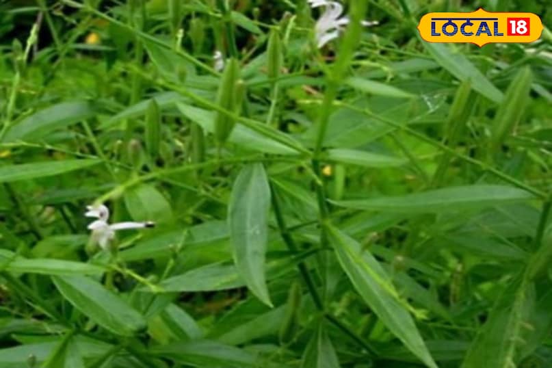 चिरायता का पौधा