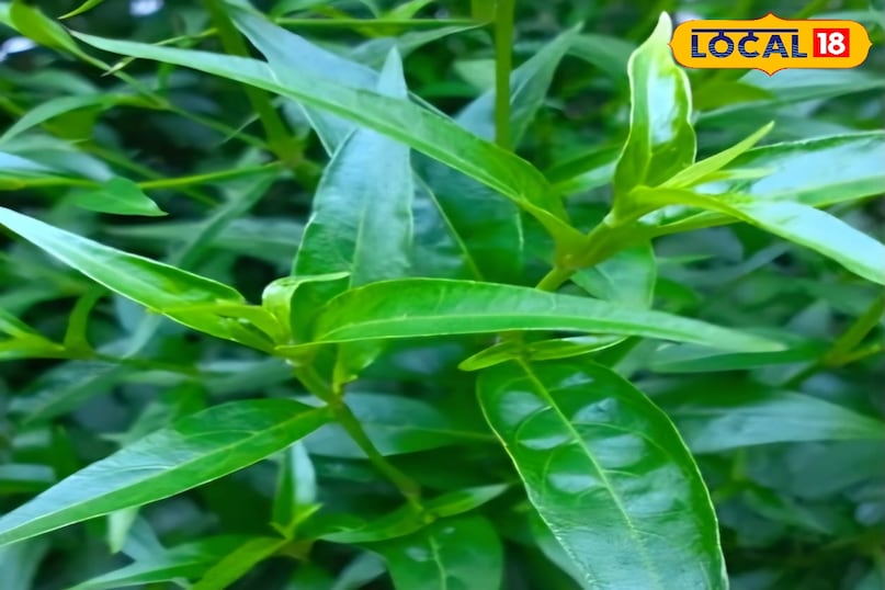 चिरायता का पौधा