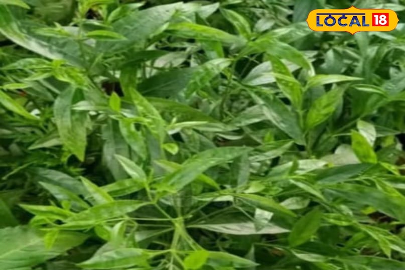 चिरायता का पौधा