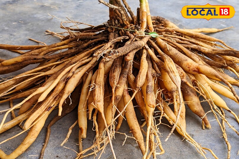 हेल्थ टिप्स 