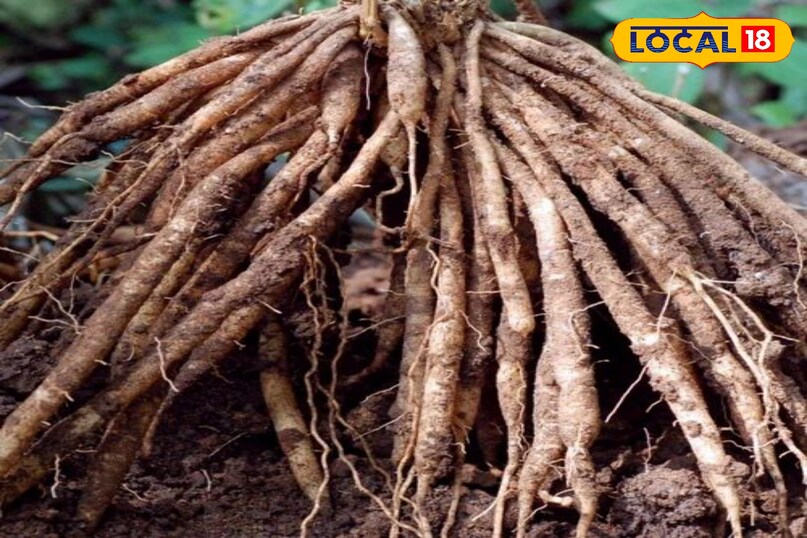 हेल्थ टिप्स 