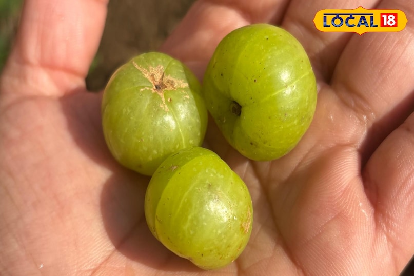 Amla Pickle Traditional Taste of the Mountains 