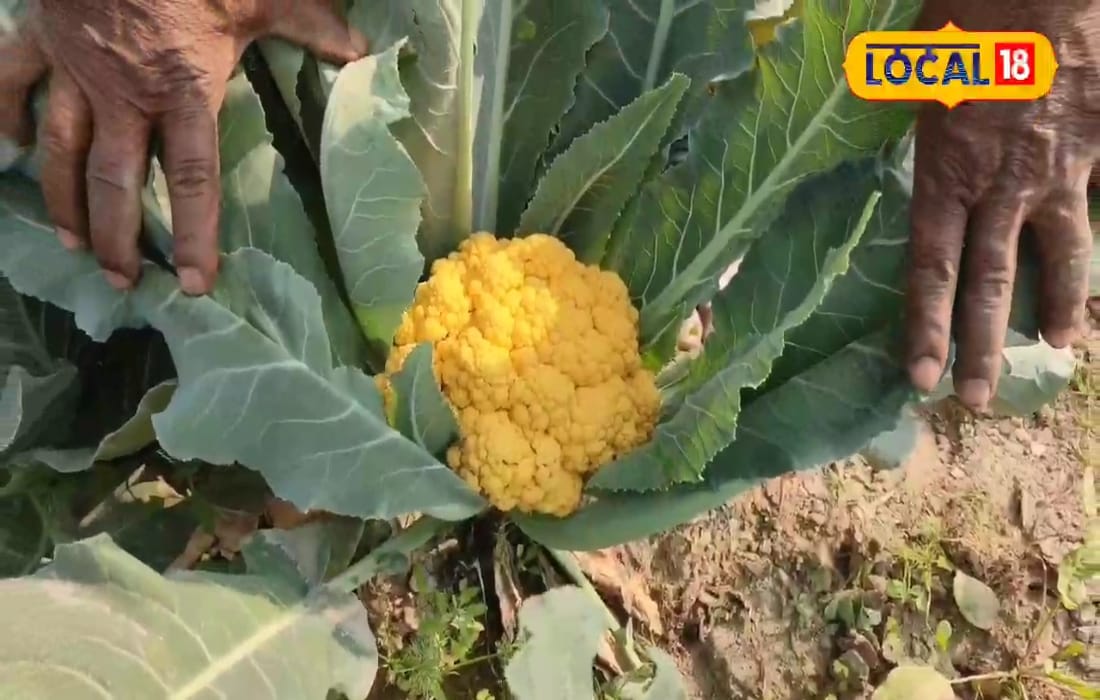 कमाई भी धांसू, सेहत भी जबरदस्त! लगाएं ये स्पेशल गोभी, ग्राहक खुद पहुंचेंगे