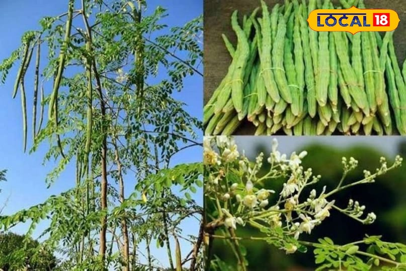 हेल्थ टिप्स 