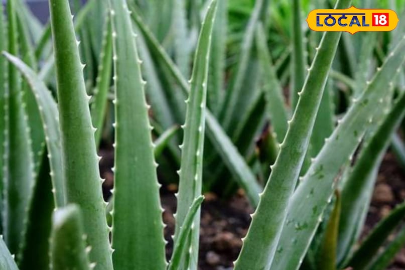 लगाए एलोवीरा जेल 