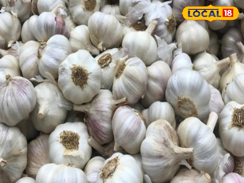 जिला कृषि रक्षा अधिकारी विजय कुमार बताते हैं कि गर्मी के मौसम में तापमान बढ़ने से कलियां सिकुड़ने लगती हैं. इसलिए भंडारण वाली जगह पर सीधी धूप नहीं आनी चाहिए. नमी और तापमान का सही संतुलन रखने से लहसुन का वजन कम नहीं होता और उसकी चमक बनी रहती है, जिससे मंडी में इसकी मांग हमेशा ज्यादा रहती है.
