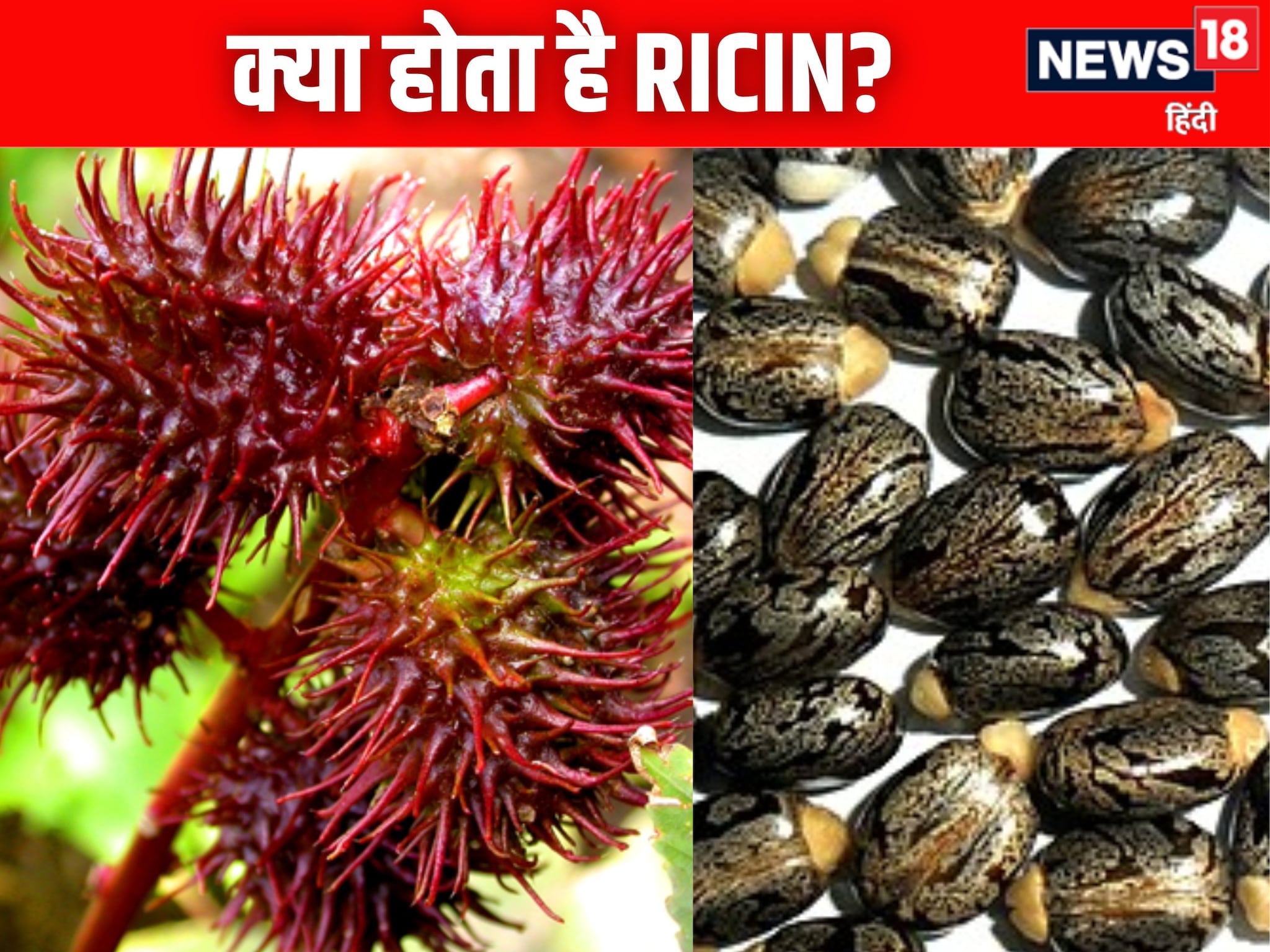 एक चुटकी में चली जाती है जान शरीर में प्रवेश के बाद संजीवनी भी नहीं करता काम