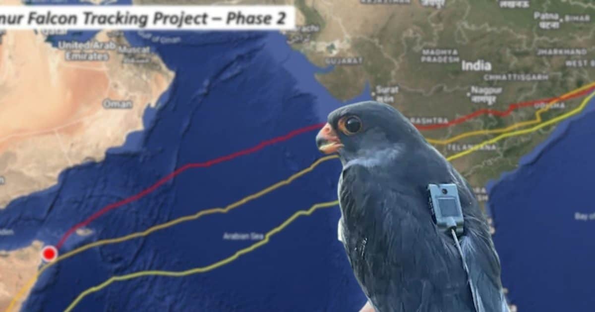 150 ग्राम का ‘उड़ता बाहुबली’! 5 दिन में 5400 KM का कारनामा, ड्रोन भी न कर पाते