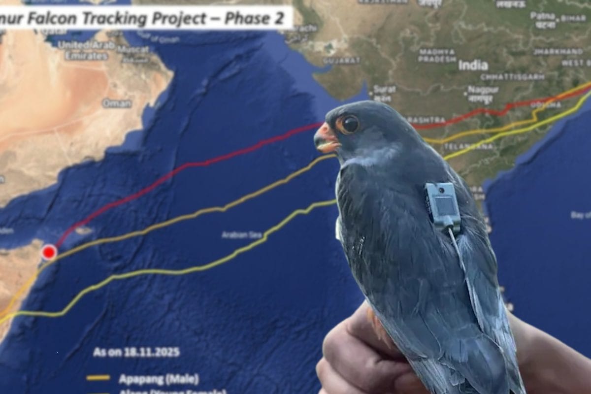 150 ग्राम का ‘उड़ता बाहुबली’! 5 दिन में 5400 KM का कारनामा ड्रोन भी न कर पाते
