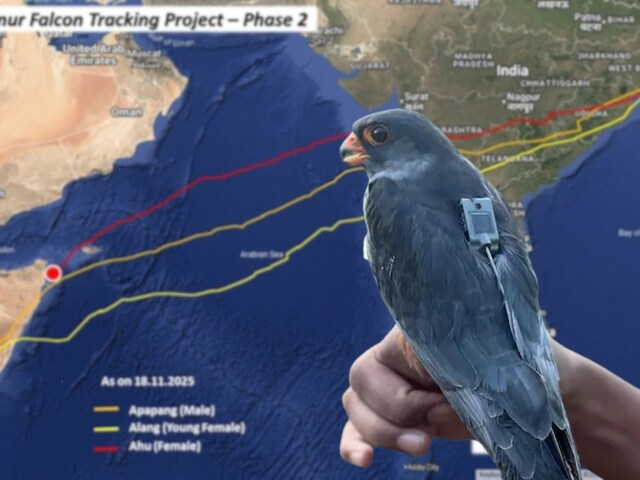 150 ग्राम का ‘उड़ता बाहुबली’! 5 दिन में 5400 KM का कारनामा, ड्रोन भी न कर पाते