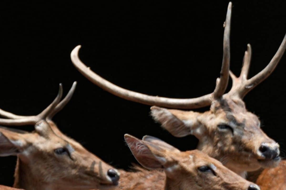 केरल के डिजाइनर जू में कुत्तों का आतंक 10 हिरण नोच डाले कांपा चिड़ियाघर!