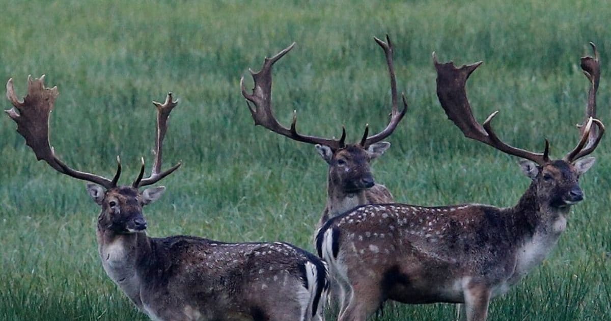 चिड़ियाघर में कैसे हुई 28 काले हिरणों की मौत, क्या थी पीछे की वजह?