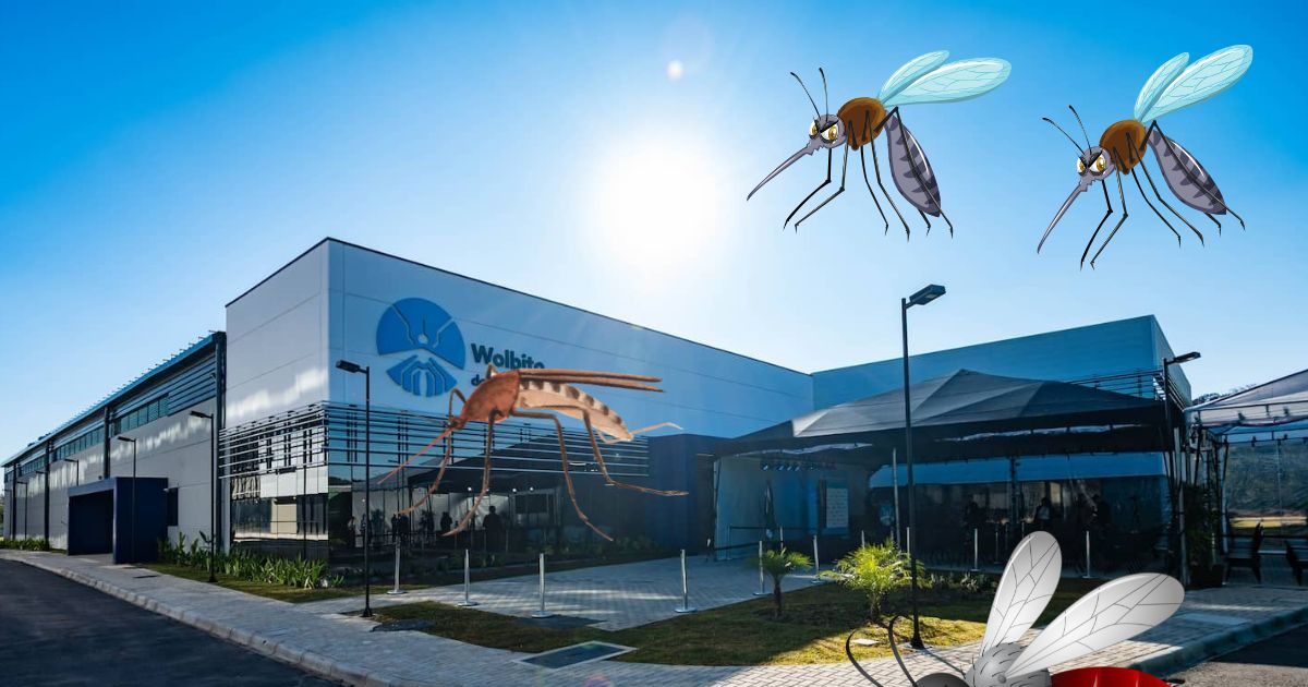 कराची में हाहाकार, मच्छरों काटने से 100 की मौत, अस्पतालों में मची अफरा-तफरी